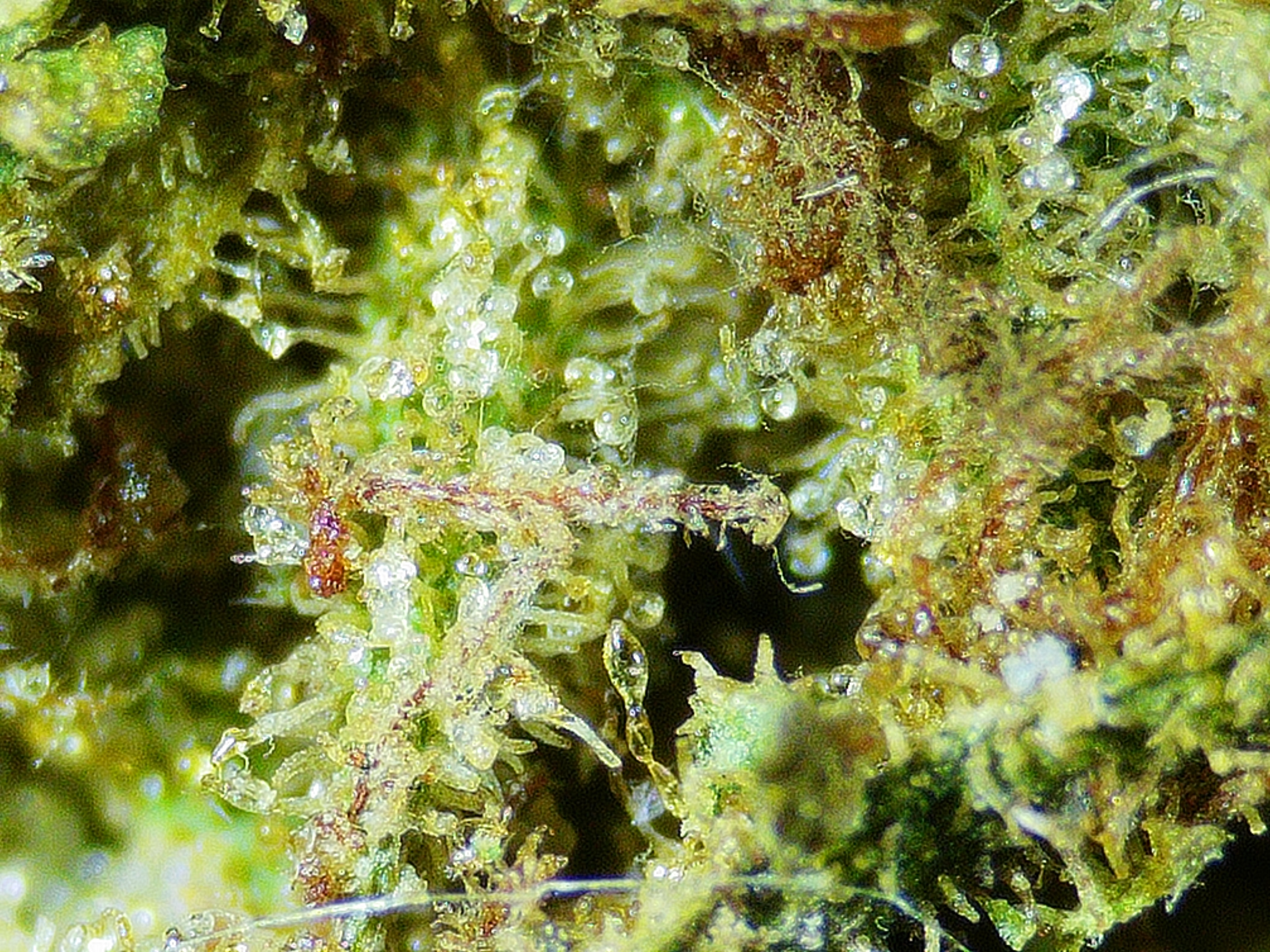 Cristales de Agua — detalle