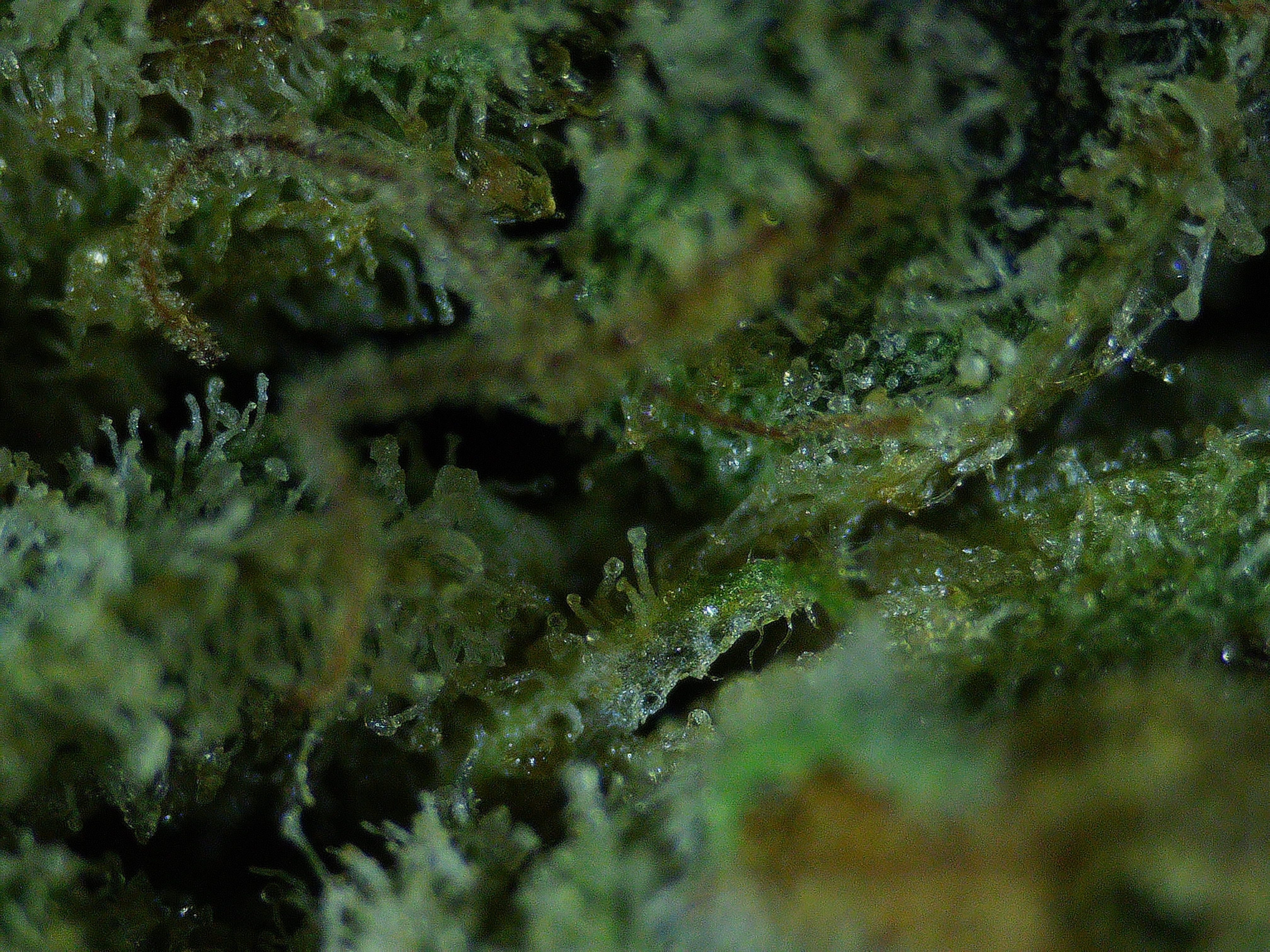 Lemon — detalle