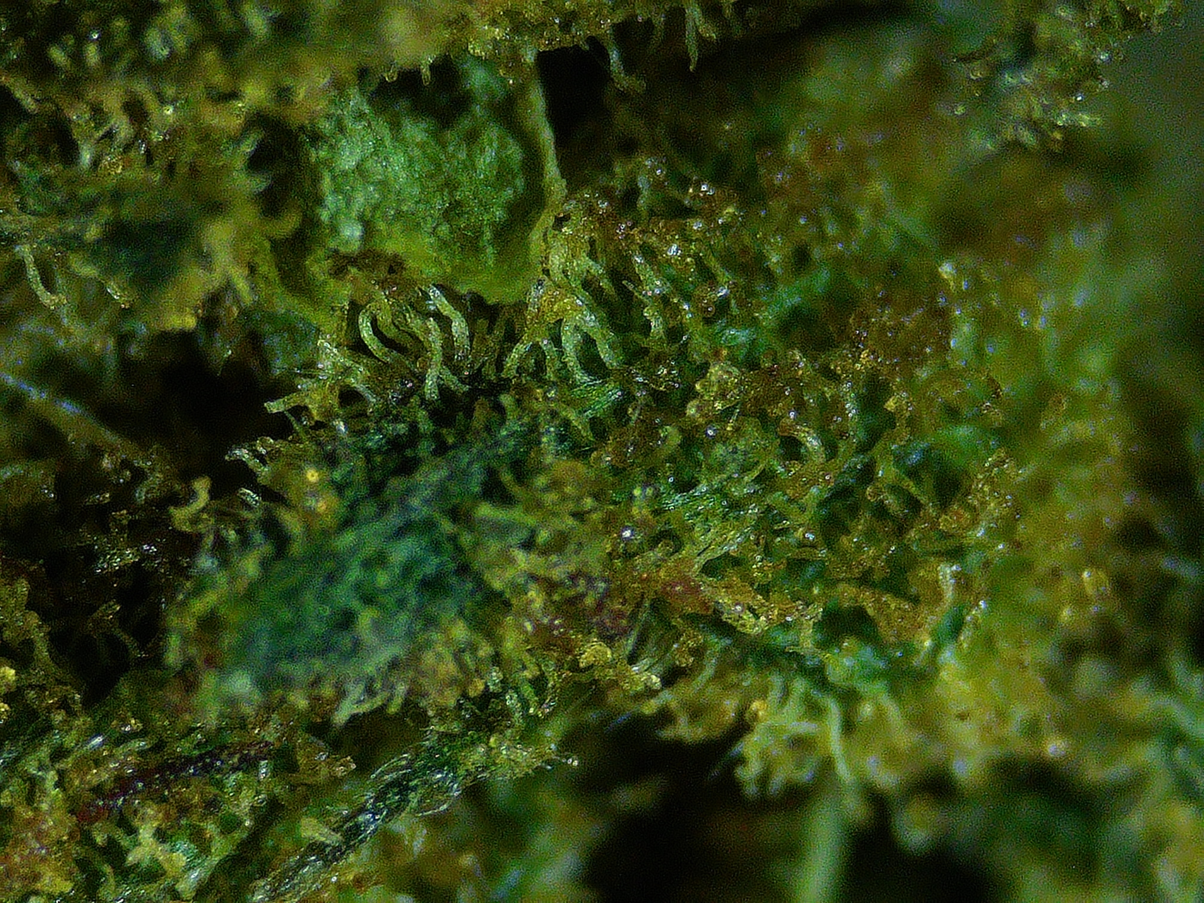 Passion Fruit — detalle