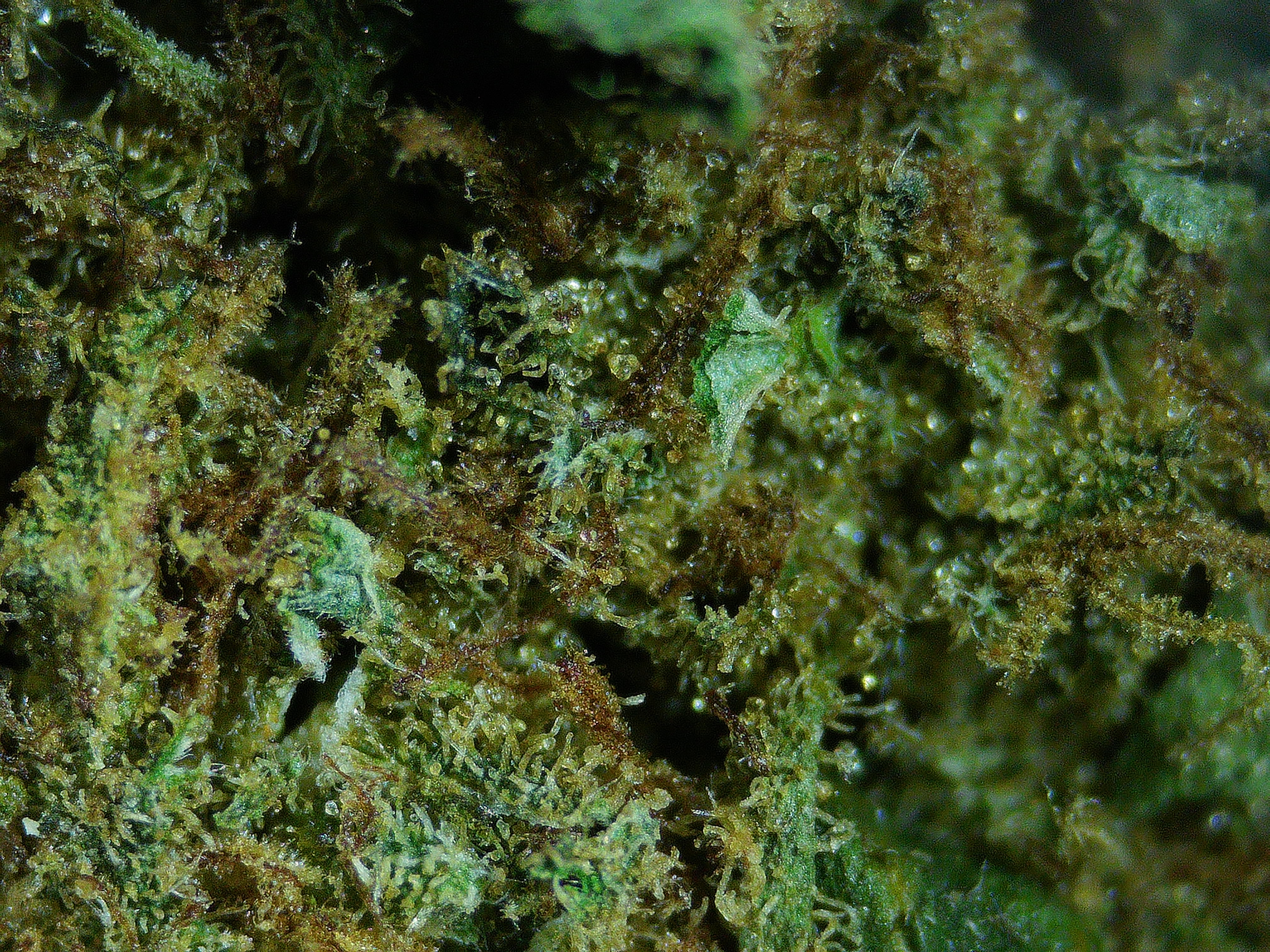 Morado Caucano — microscopio