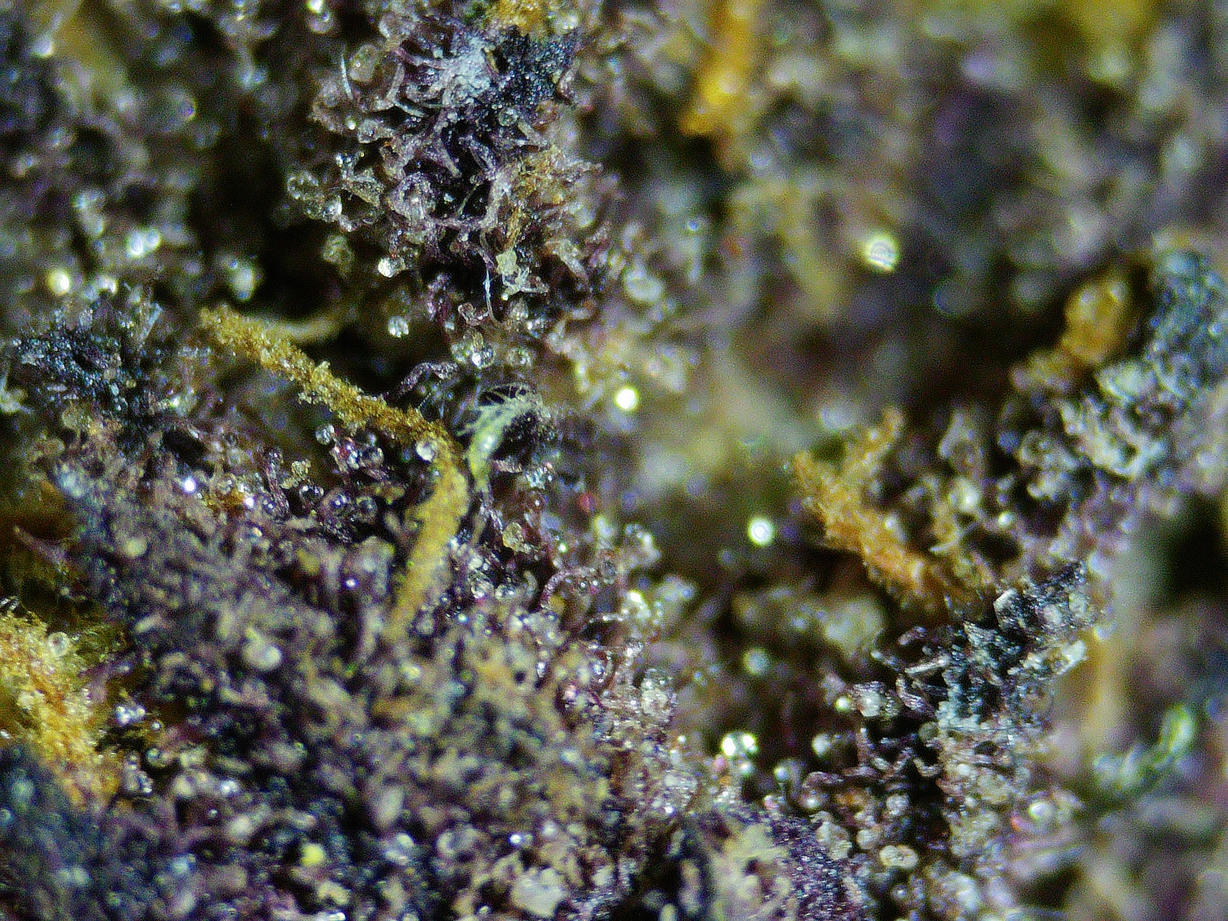 Tutti Frutti — microscopio